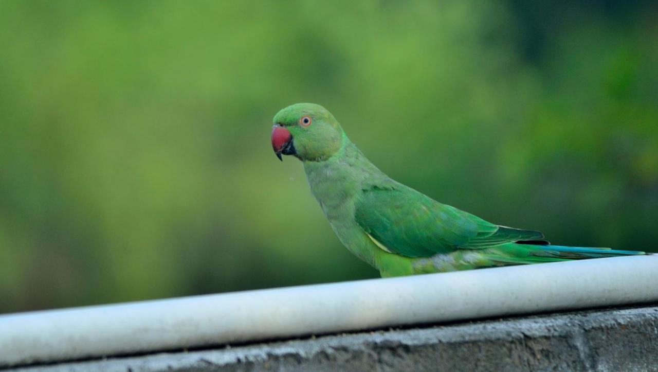 Nature Resort Agra  Esterno foto